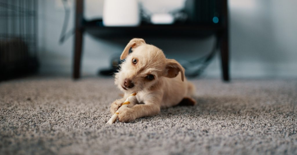 How to Remove Old Urine Stains from Wool Carpet